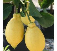 Pianta di Limone Lunario in fitocella