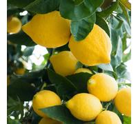 Pianta di Limone Quattro Stagioni in vaso da in vaso da 20 cm (innesto basso)