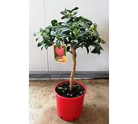 PIANTA DI LIMONE ROSSO VASO 20