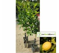 Pianta di limoni Antico di Rocca Imperiale Lauretta
