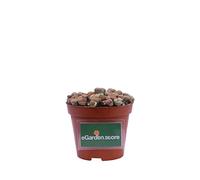 Pianta di Lithops Pianta di Sasso Vivente Mix varietà pianta da interno pianta grassa piana ornamentale di Lithops pianta vera venduta da eGarden.store (Mix 2)