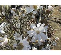 PIANTA DI MAGNOLIA STELLATA A CESPUGLIO V.24 alt.70/80 CM (foto reale)