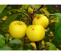 Pianta di Malus sylvestris "Melo selvatico" in vaso ø19 cm h. 120/160 cm