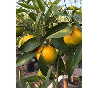 Pianta di mandarino mandarini agrumi di Sicilia in vaso ø22 cm, Made in Italy, Vivaio di Castelletto