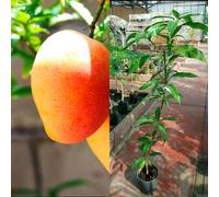 PIANTA DI MANGIFERA INDICA MANGO KERSINGTON 160 cm INNESTATA