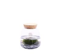 Pianta di Marimo Pianta di Cladophora Aegagropila pianta da interno Alga ornamentale pianta acquatica pianta da arredo pianta vera di Marimo venduta da eGarden.store (Marimo Rock)