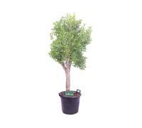Pianta di Melograno Punica Granatum Albero vero ornamentale in vaso da esterno