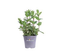 Pianta di Menta Marocchina Pianta di Mentha Spicata X Maroccan pianta oromatica pianta vera pianta profumata pianta di Menta da mangiare venduta da eGarden.store
