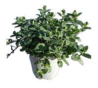 Pianta di Menta Piperita Viva in Vaso 18 cm, Pianta Aromatica Verde e Bianco, 1 Unità