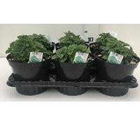 Pianta di menta romana su vaso cm 14 in confezione da 6 piante