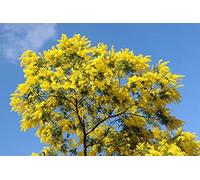 PIANTA DI MIMOSA NR.20 SEMI