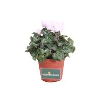 Pianta di Mini Ciclamino Pianta da esterno ornamentale in vaso di plastica fiori vari colori Pianta vera venduta da eGarden.store (Bianco)