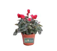 Pianta di Mini Ciclamino Pianta da esterno ornamentale in vaso di plastica fiori vari colori Pianta vera venduta da eGarden.store (Rosso)
