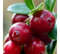 PIANTA DI MIRTILLO ROSSO CRANBERRY PILGRIM in vaso 16/18 (foto reali)