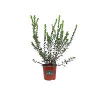 Pianta di Mirto Comune Myrtus Communis cespuglio con bacche vero ornamentale