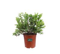 Pianta di Mirto Comune Myrtus Communis cespuglio con bacche vero ornamentale