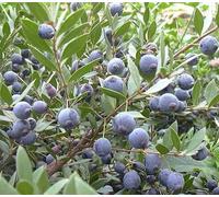 PIANTA DI MIRTO SARDO, MULTA, MURTA, MYRTUS COMUNIS, SARDEGNA VASO D.18-2 ANNI