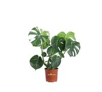 Pianta di Monstera Deliciosa pianta da interno tropicale pianta ornamentale vera