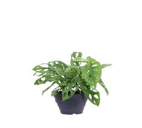 Pianta di Monstera Monkey Leaf o Monstera Adansonii pianta tropicale da arredo interno pianta ornamentale vera venduta da eGarden.store (Ciotola)