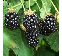PIANTA DI MORE SENZA SPINE " THORNLESS EVERGREEN®" 100% BIOLOGICA (3 piante)