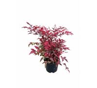 Pianta di Nandina su vaso cm 14