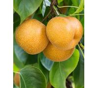 Pianta di NASHI KOSUI 'incrocio melo x pero' - vaso Ø 20 cm - H. 150/180 cm