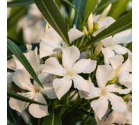 Pianta di Nerium Oleander Bianco Album Maximum in Vaso da 18cm