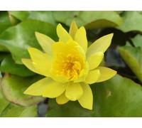 Pianta di Ninfea Gialla con vaso, da inserire in laghetti o stagni Fioritura da giugno a settembre