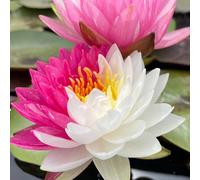 Pianta di Ninfea Jakkaphong bianca e rosa con vaso, da inserire in laghetti o stagni Fioritura da giugno a settembre
