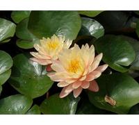 Pianta di Ninfea Mangkala Ubol con vaso, da inserire in laghetti o stagni Fioritura da giugno a settembre