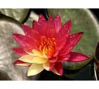 Pianta di Ninfea Wanvisa rosa e gialla con vaso, da inserire in laghetti o stagni Fioritura da giugno a settembre