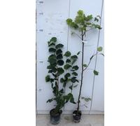 PIANTA DI NOCCIOLO "GENTILE DELLE LANGHE" IN VASO 18 ALTEZZA 120/150 CM