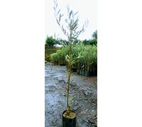 Pianta di olive Albero ulivo Nocellara Etnea - Imballaggio speciale protettivo