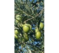 Pianta di Olivo Ascolana (da Mensa) in Vaso 18 cm