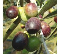Pianta di Olivo Moraiolo in vado da 18 cm