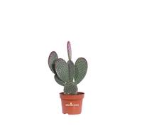 Pianta di Opuntia Microdasys Fico d'India Microvilloso pianta grassa ornamentale varie colorazioni pianta vera da interno o esterno venduta da eGarden.store (Rosso v.12 cm)