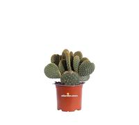 Pianta di Opuntia Microdasys Fico d'India Microvilloso pianta grassa succulenta pianta ornamentale vera da interno o esterno venduta da eGarden.store (Giallo v.15 cm)