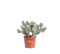 Pianta di Opuntia Microdasys Fico d'India Microvilloso pianta grassa succulenta pianta ornamentale vera da interno o esterno venduta da eGarden.store (Bianco v.15 cm)