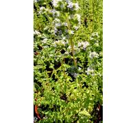 Pianta di Origano Vaso 14 - Aromatica Mediterranea per Cucina