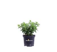 Pianta di Ortensia o Hydrangea Paniculata Petite Star pianta ornamentale da esterno giardino terrazzo balcone pianta vera compatta fiore bianco venduta da eGarden.store