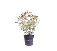 Pianta di Ortensia o Hydrangea Serrata Euphoria Pink pianta ornamentale da esterno balcone terrazzo giardino pianta vera fiore rosa venduta da eGarden.store