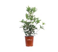 Pianta di Osmanthus Fragrans Pianta di Olea Fragrans Pianta di Osmanto Odoroso pianta da esterno pianta ornametale a fiore giallo pianta profumata pianta vera venduta da eGarden.store
