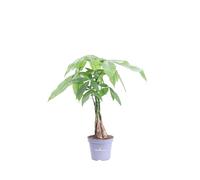 Pianta di Pachira Acquatica Intrecciata Albero Porta Soldi pianta ornamentale da interno casa appartamento ufficio pianta vera da arredo venduta da eGarden.store