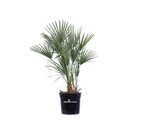 Pianta di Palma di San Pietro Chamaerops Humilis vera in vaso ornamentale