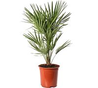 Pianta di palma europea Chamaerops Humilis resistente rara ed esotica per esterni.