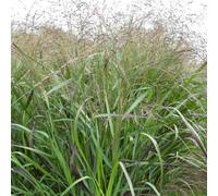 Pianta di Panicum Squaw Erba Ornamentale in Vaso - Piante Perenni da Esterno Resistenti per Giardino
