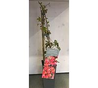 Pianta di Parthenocissus tricuspidata "Veitchii" su vaso cm 11x11 h21