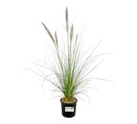 Pianta di PENNISETUM ALOPECUROIDES Erba delle Fontane H50CM Pampas FOTO REALE AMDGarden