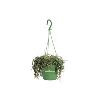 Pianta di Peperomia Prostrata vera tropicale ricadente da arredo interno