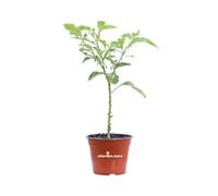 Pianta di Peperoncino Piccante Capiscum diverse varietà pianta ornamentale da esterno peperoncino commestibile da tavola pianta vera venduta da eGarden.store (Trinidad Scorpion Red)